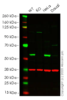 Western blot - Human LMAN1 knockout HEK-293T cell lysate (AB257505)