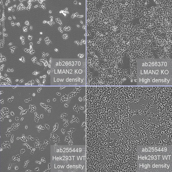 Cell Culture - Human LMAN2 (VIP36) knockout HEK-293T cell line (AB266370)