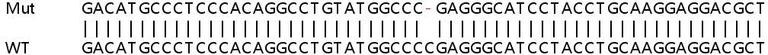 Sanger Sequencing - Human LMF2 knockout HeLa cell lysate (AB258945)