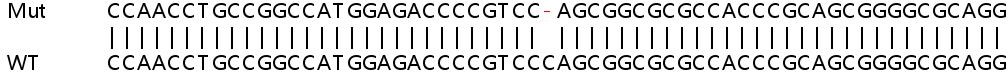 Sanger Sequencing - Human LMNA (Lamin A) knockout HeLa cell line (AB261787), expandable thumbnail