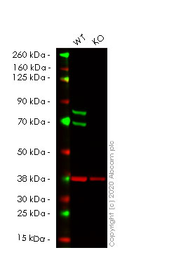 Western blot - Human LMNA (Lamin A) knockout HeLa cell line (AB261787), expandable thumbnail