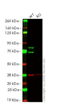 Western blot - Human LMNA (Lamin A) knockout HeLa cell line (AB261787), expandable thumbnail