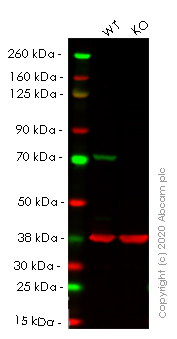 Western blot - Human LMNB1 (Lamin B1) knockout HeLa cell line (AB255404), expandable thumbnail
