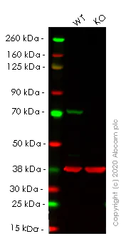 Western blot - Human LMNB1 (Lamin B1) knockout HeLa cell line (AB255404)