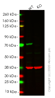 Western blot - Human LMNB1 (Lamin B1) knockout HeLa cell line (AB255404), expandable thumbnail