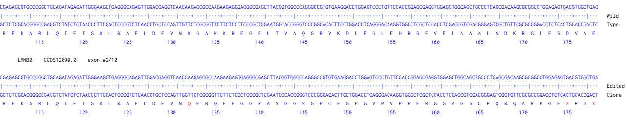 Next Generation Sequencing - Human LMNB2 knockout HeLa cell line (AB274914), expandable thumbnail