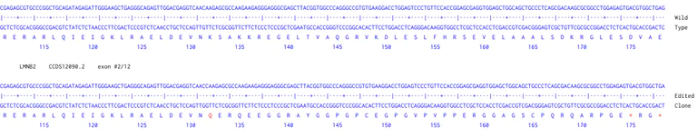 Next Generation Sequencing - Human LMNB2 knockout HeLa cell line (AB274914)
