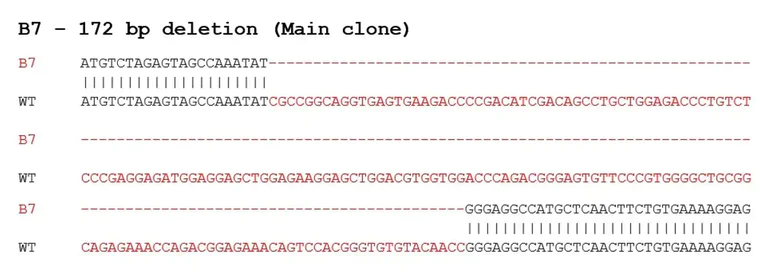 Sanger Sequencing - Human LMOD1 knockout SH-SY5Y cell line (AB282566)