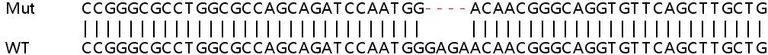 Sanger Sequencing - Human LOX knockout HeLa cell line (AB261801)