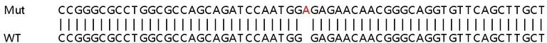 Sanger Sequencing - Human LOX knockout HeLa cell line (AB261801)