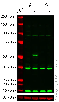 Western blot - Human LOX knockout HeLa cell line (AB261801)