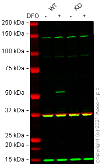 Human LOX knockout HeLa cell line
