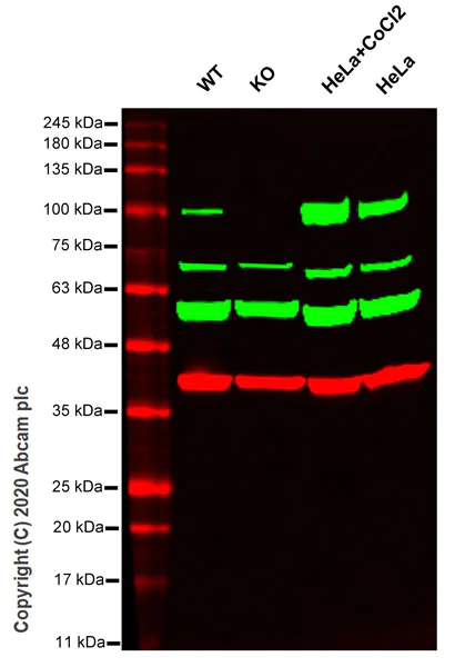Western blot - Human LOXL2 knockout HeLa cell line (AB261804)