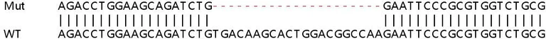 Sanger Sequencing - Human LOXL2 knockout HeLa cell lysate (AB257168)
