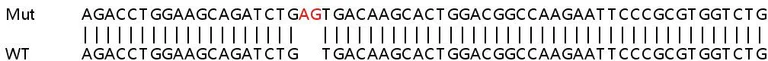 Sanger Sequencing - Human LOXL2 knockout HeLa cell lysate (AB257168)