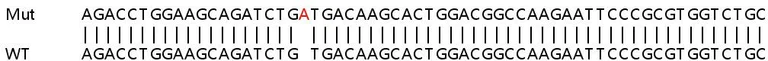 Sanger Sequencing - Human LOXL2 knockout HeLa cell lysate (AB257168)