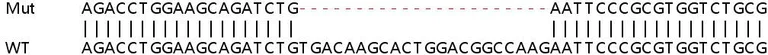 Sanger Sequencing - Human LOXL2 knockout HeLa cell lysate (AB257168)