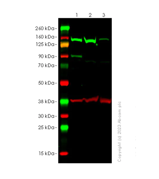 Western blot - Human LOXL2 knockout HeLa cell lysate (AB257168)