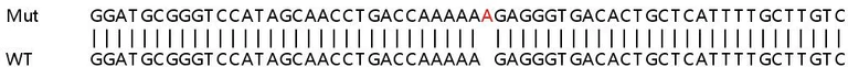 Sanger Sequencing - Human LPAR3 (LPA-3) knockout HEK-293T cell lysate (AB258498)