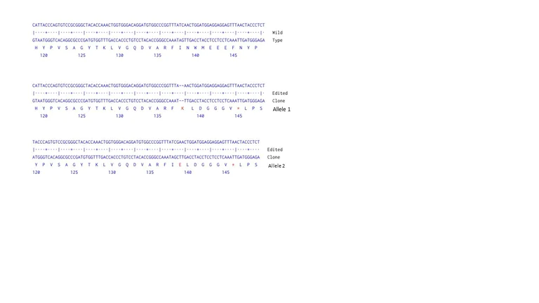 Next Generation Sequencing - Human LPL (Lipoprotein lipase) knockout HeLa cell line (AB264016)