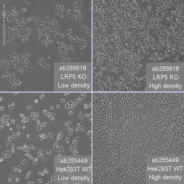 Cell Culture - Human LRP5 knockout HEK-293T cell line (AB266618)