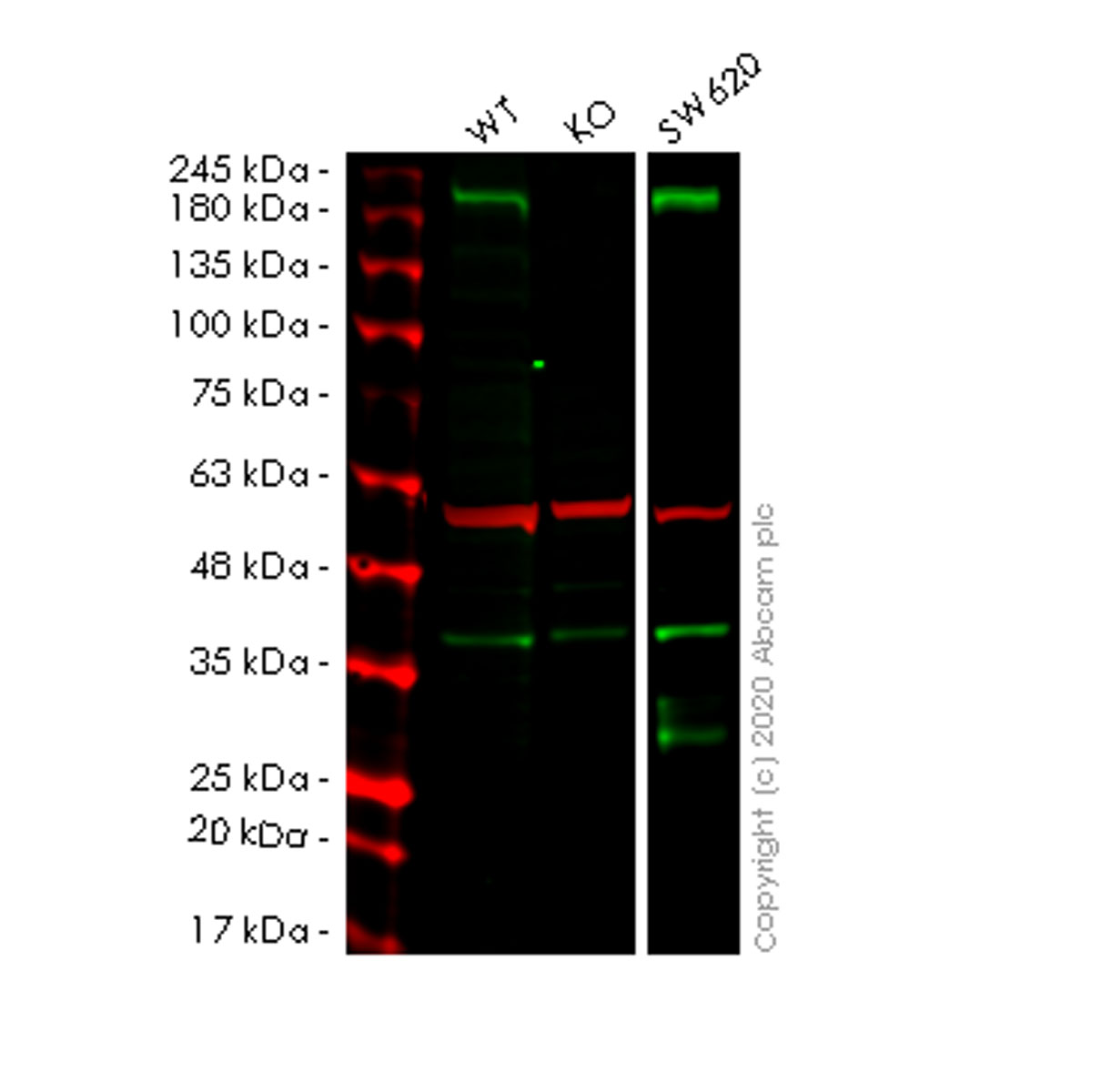 Human LRP5 knockout HEK-293T cell lysate