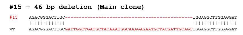 Sanger Sequencing - Human LRP6 knockout Hep G2 cell line (AB277909), expandable thumbnail