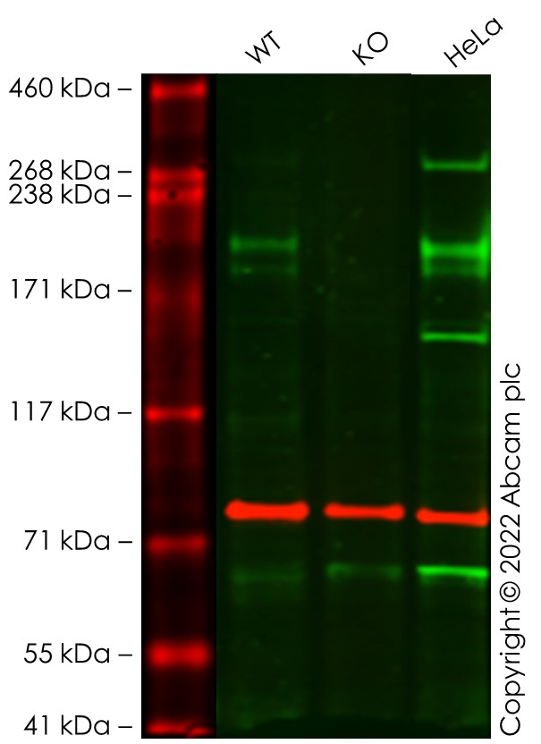 Western blot - Human LRP6 knockout Hep G2 cell line (AB277909), expandable thumbnail