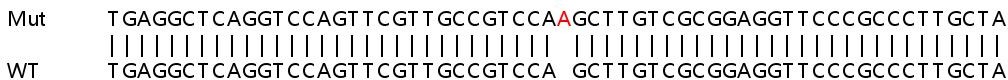 Sanger Sequencing - Human LRRC59 knockout HEK-293T cell line (AB266307), expandable thumbnail