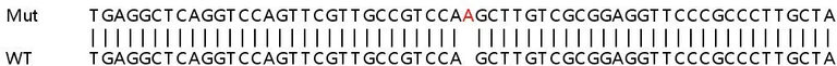 Sanger Sequencing - Human LRRC59 knockout HEK-293T cell lysate (AB263247)