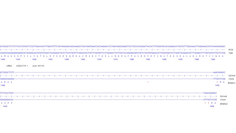 Next Generation Sequencing - Human LRRK2 knockout U-87 MG cell line (AB306722)