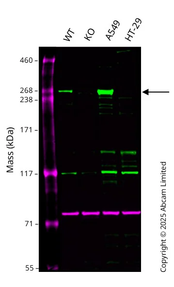 Western blot - Human LRRK2 knockout U-87 MG cell line (AB306722)