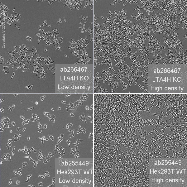 Cell Culture - Human LTA4H (Leukotriene A4 hydrolase) knockout HEK-293T cell line (AB266467)