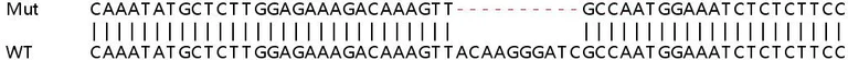 Sanger Sequencing - Human LTA4H (Leukotriene A4 hydrolase) knockout HEK-293T cell lysate (AB258034)