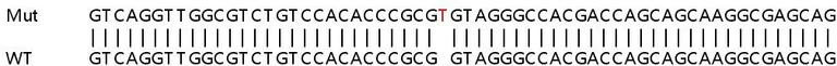 Sanger Sequencing - Human LY6K (Ly-6K) knockout HeLa cell line (AB265874)