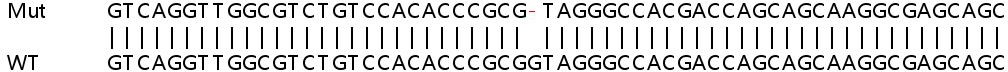 Sanger Sequencing - Human LY6K (Ly-6K) knockout HeLa cell line (AB265874), expandable thumbnail