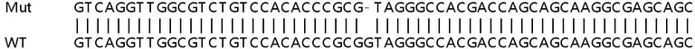 Sanger Sequencing - Human LY6K (Ly-6K) knockout HeLa cell line (AB265874)