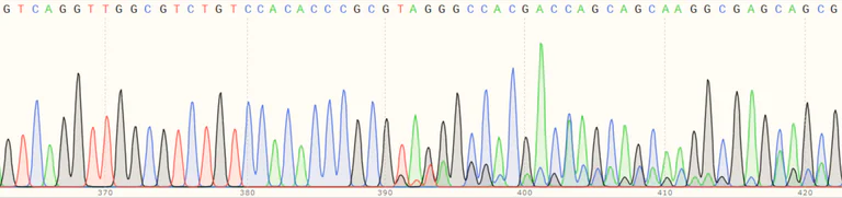 Sanger Sequencing - Human LY6K (Ly-6K) knockout HeLa cell line (AB265874)