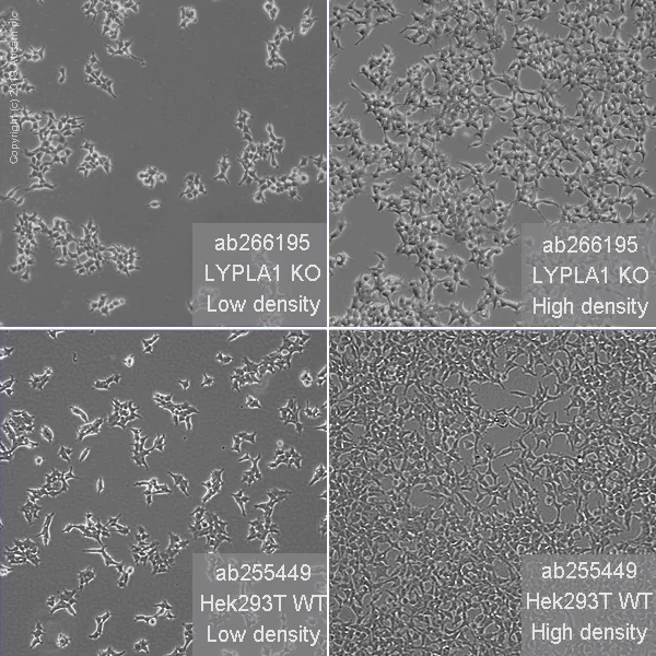 Cell Culture - Human LYPLA1 (Lysophospholipase 1/LPL-I) knockout HEK-293T cell line (AB266195)