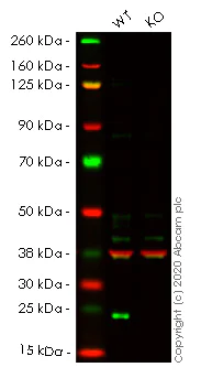 Western blot - Human LYPLA1 (Lysophospholipase 1/LPL-I) knockout HEK-293T cell lysate (AB257509)
