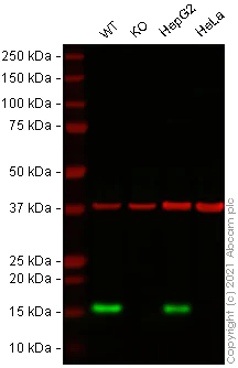 Western blot - Human LYZ (Lysozyme) knockout THP-1 cell lysate (AB270711)