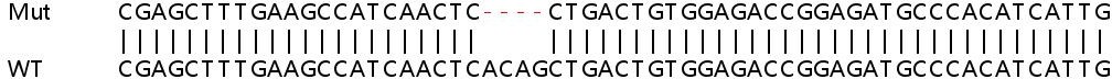 Sanger Sequencing - Human MAF1 knockout HEK-293T cell line (AB266508), expandable thumbnail