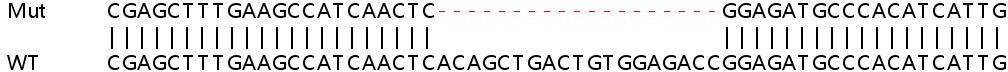Sanger Sequencing - Human MAF1 knockout HEK-293T cell line (AB266508), expandable thumbnail