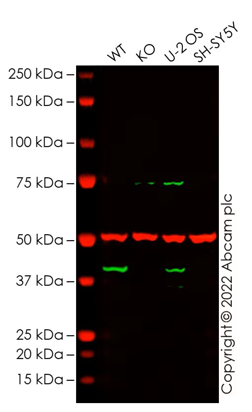 Western blot - Human MAGEA4 knockout A-431 cell line (AB273857)