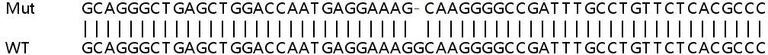 Sanger Sequencing - Human MAGT1 knockout HeLa cell lysate (AB258504)