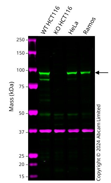 Human MALT1 knockout HCT116 cell line