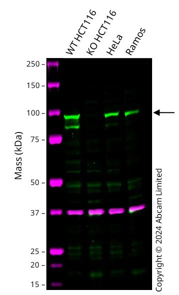 Western blot - Human MALT1 knockout HCT116 cell line (AB286597)