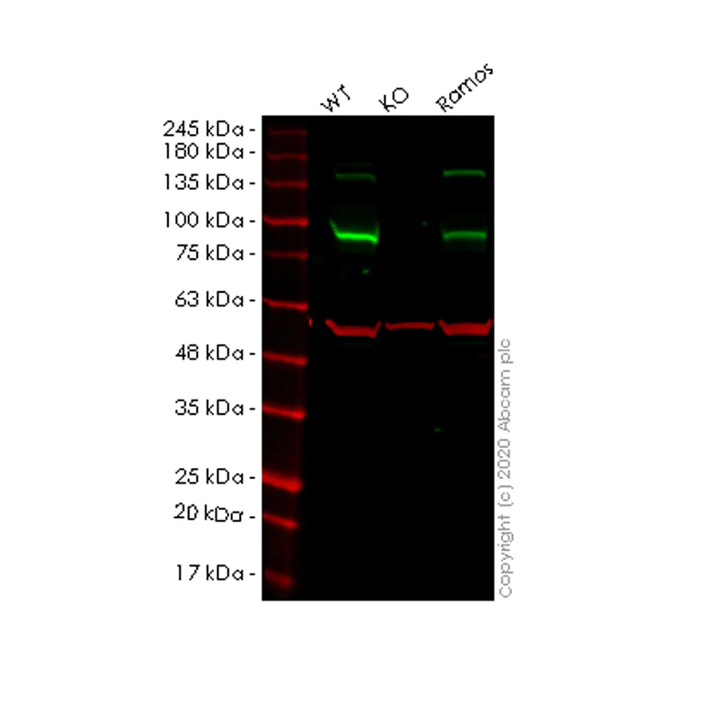 Western blot - Human MALT1 (MLT) knockout HeLa cell line (AB264930)