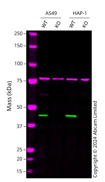 Western blot - Human MAP2K1 knockout A549 cell line (AB286598)