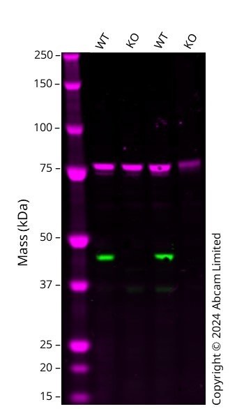 Western blot - Human MAP2K2 knockout HCT116 cell line (AB286599), expandable thumbnail